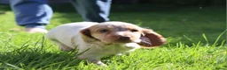 Cocker Spaniel dogs for sale: Kc registered working cockers  - Advert 17