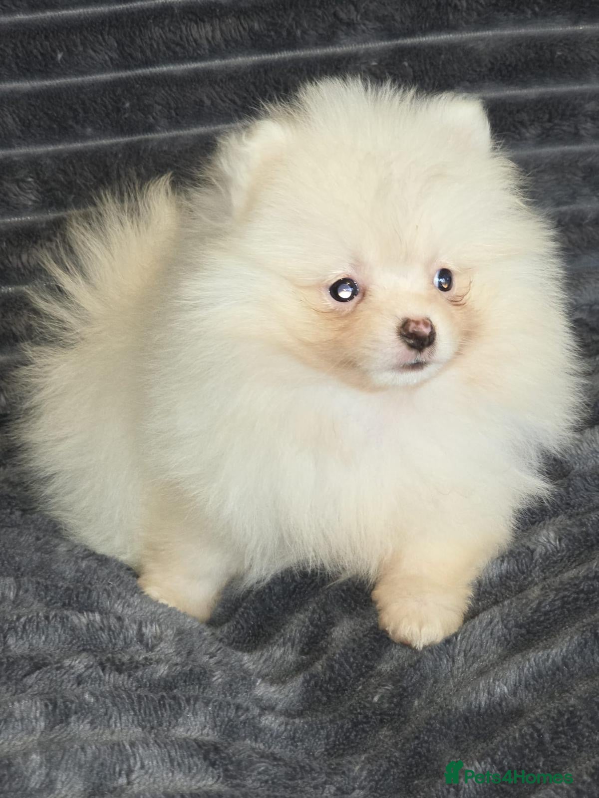 Pomeranian dogs Beautiful pomeranian  puppies ready to go - Advert 5