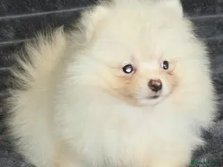 Pomeranian dogs Beautiful pomeranian puppies ready to go - Advert 5