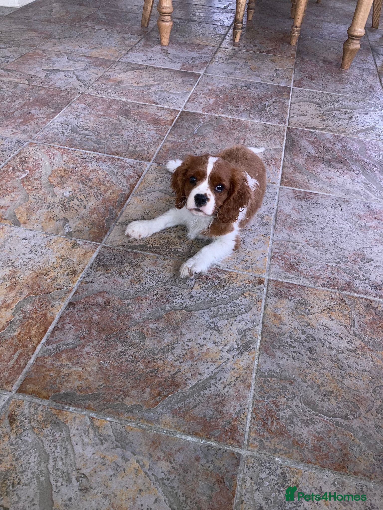 Cavalier King Charles Spaniel dogs Super KC blenheim pups from health tested parents - Advert 2