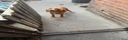 Cocker Spaniel dogs for sale: Spaniel puppies - Advert 1