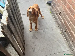 Cocker Spaniel dogs Spaniel puppies - Advert 3