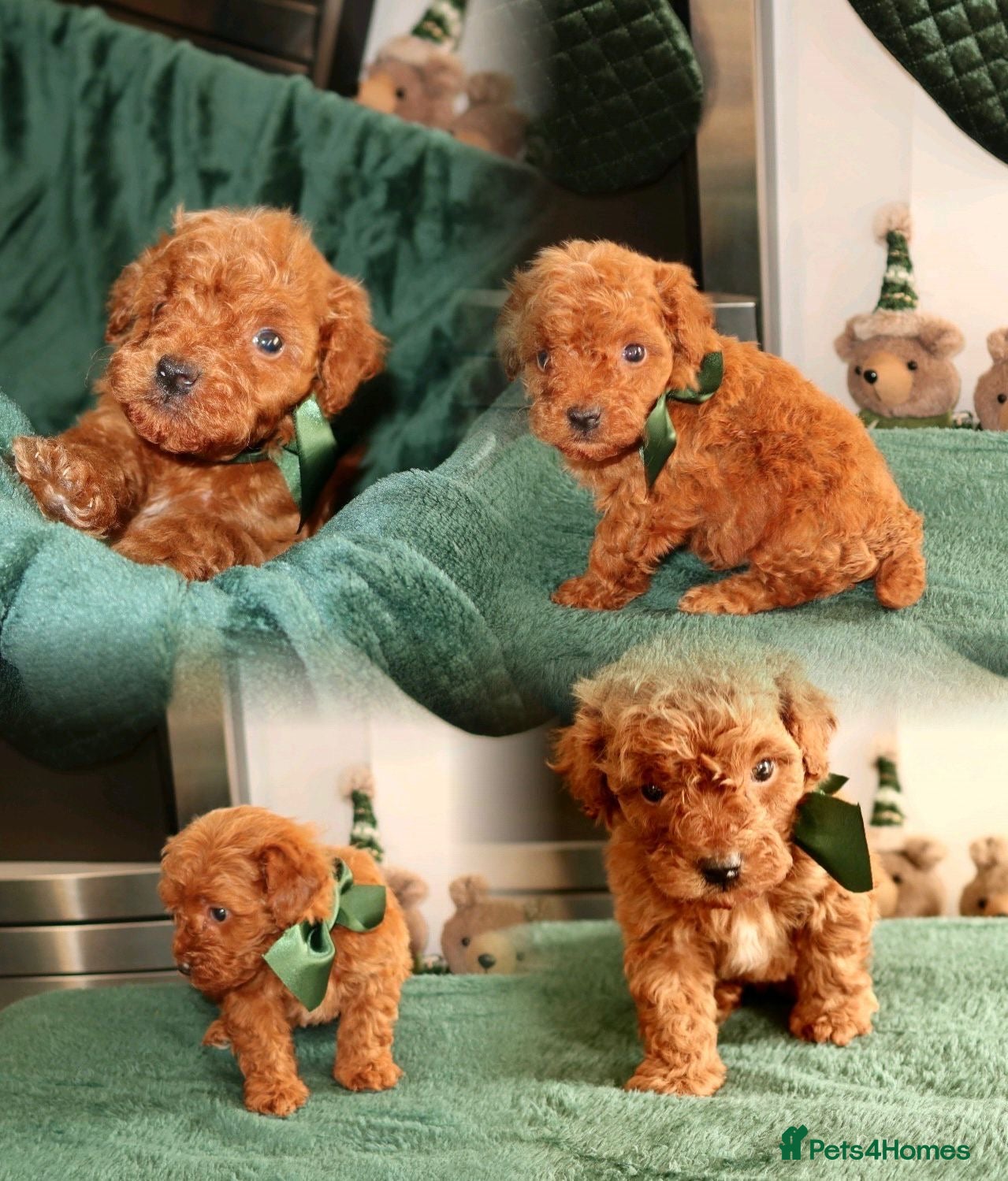 Maltipoo dogs Red Maltipoo boy 👑  - Advert 5