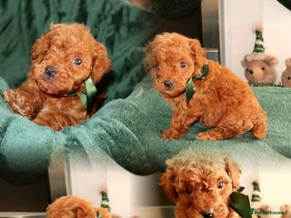 Maltipoo dogs Red Maltipoo boy 👑 - Advert 2
