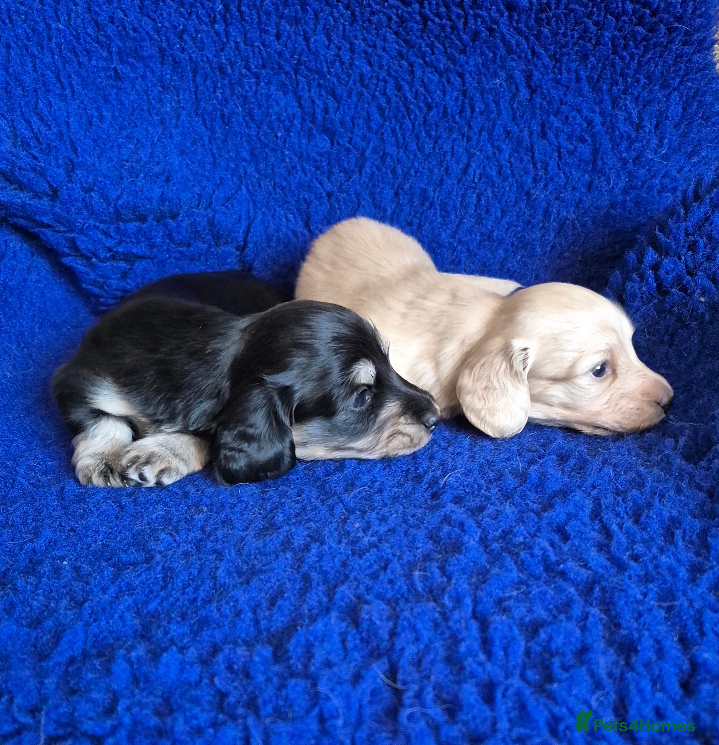Miniature Dachshund dogs Long Hair Miniature Dachshund Puppies.  - Advert 14