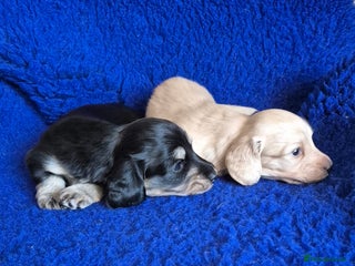 Miniature Dachshund dogs Long Hair Miniature Dachshund Puppies. - Advert 14