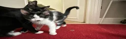 Domestic Shorthair cats for sale: 4 Beautiful Kittens Ready for their Forever Homes - Advert 10