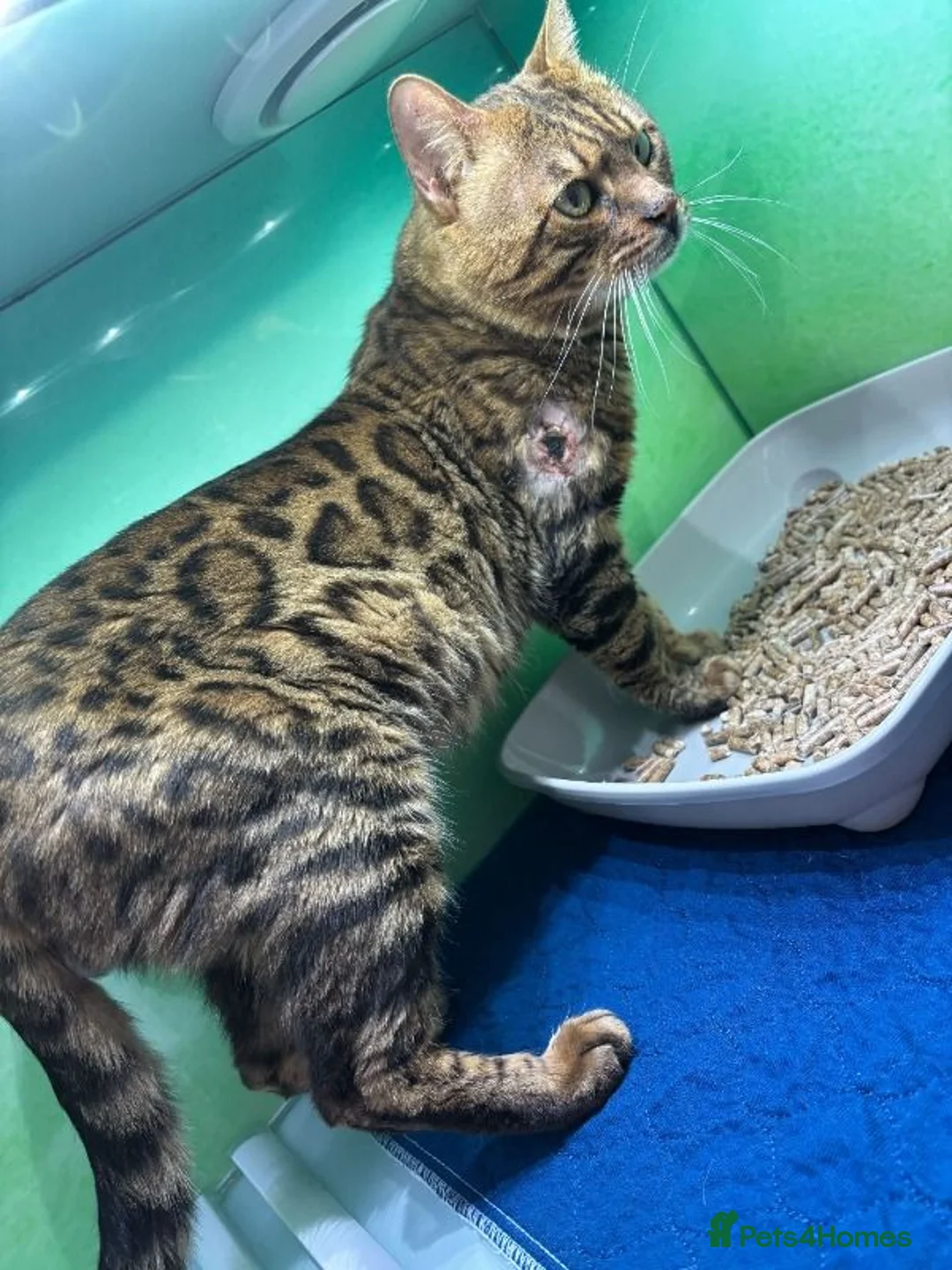 Bengal cats for sale: A Loving Bengal Cat looking for a home, Tica reg in Belvedere - Advert 19