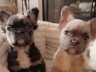 French Bulldog dogs Last girl Full fluffy French bulldogs REDUCED - Advert 4