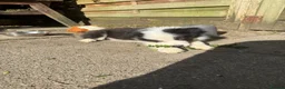 Border Collie dogs for sale: 4 Border Collie puppies in Wigan - Advert 3