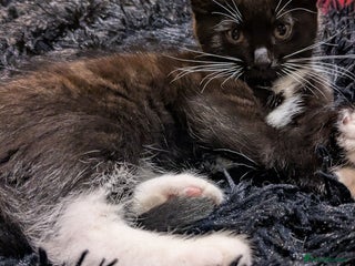 Mixed Breed cats 3 mixed breed kittens - Advert 16