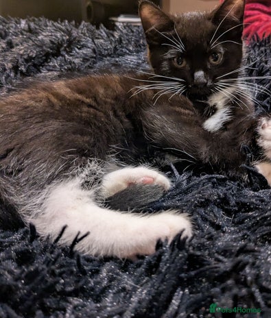 Mixed Breed cats 3 mixed breed kittens - Advert 3