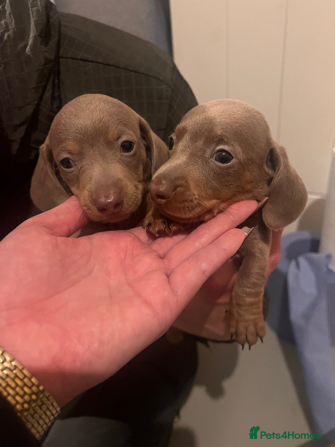 Miniature Dachshund dogs for sale: Isabella & Tan Mini Dachshund puppies 🤎 - Advert 12