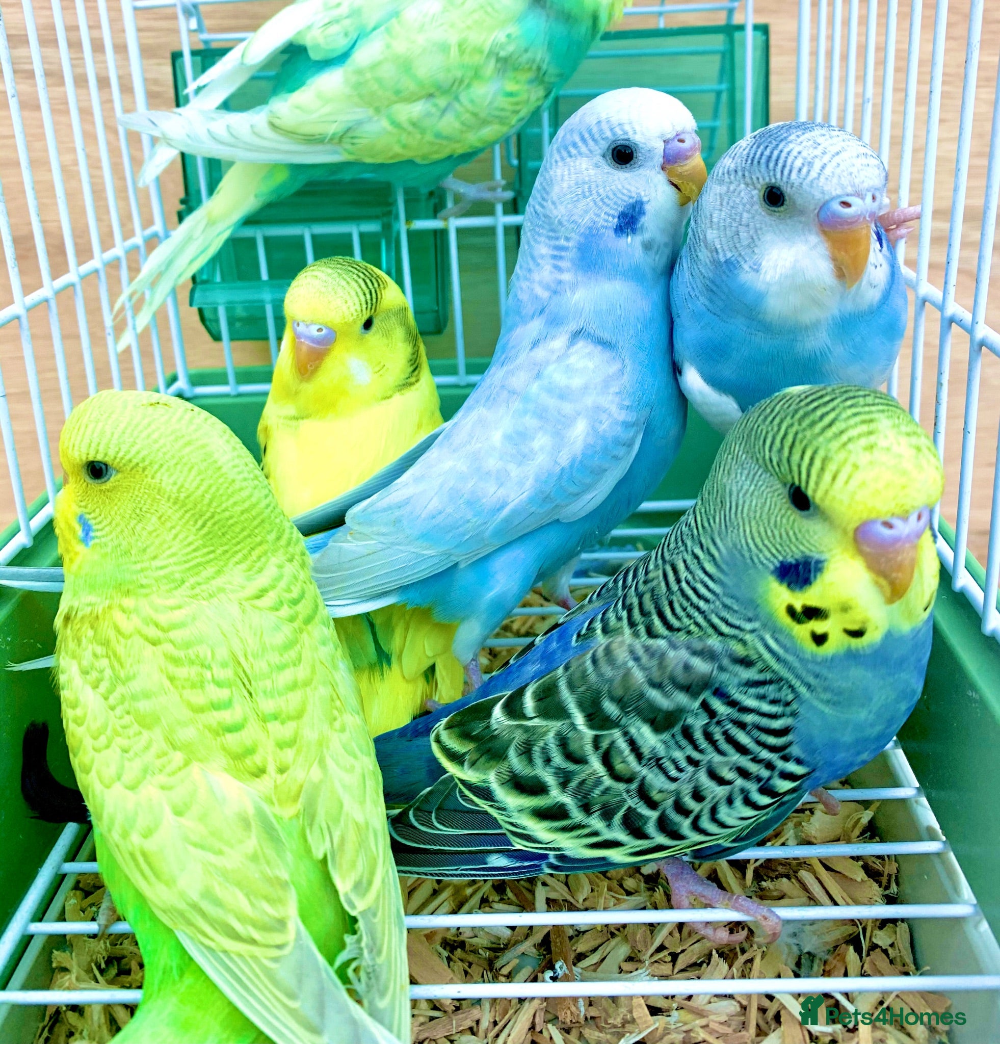 Budgerigars birds Beautiful Baby Budgies .& Cages Various. Mutations - Advert 1