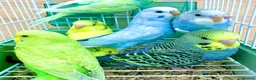 Budgerigars birds for sale: Beautiful Baby Budgies .& Cages Various. Mutations - Advert 3