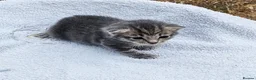 Mixed Breed cats for sale: Gorgeous Kittens for Sale - Advert 14