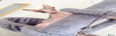 Sphynx 4