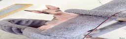 Sphynx cats for sale: Adorable sphynx kittens❤️ - Advert 2
