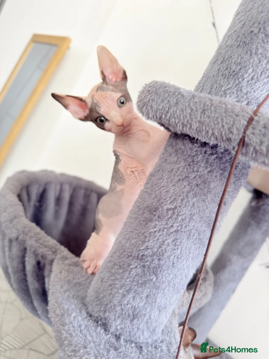 Sphynx cats for sale: Adorable sphynx kittens❤️ - Advert 2