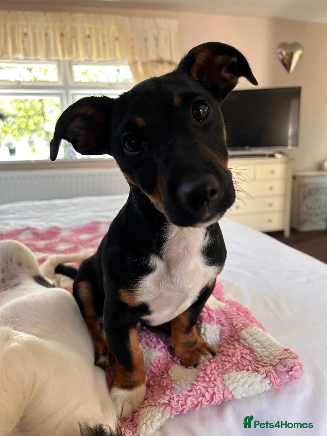 Jack Russell dogs for stud: Pure Male Jack Russell available for stud 🐶 in Holywell - Advert 8