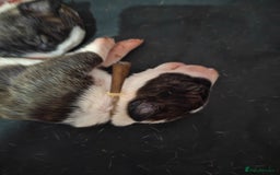 Bull Terrier dogs for sale: Stunning bull terrier pups - Image 3