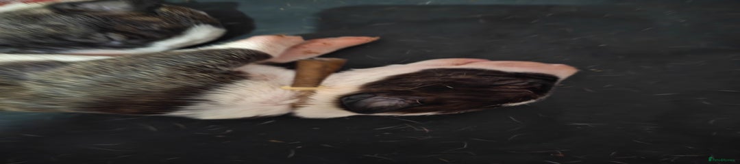 Bull Terrier Puppy 5