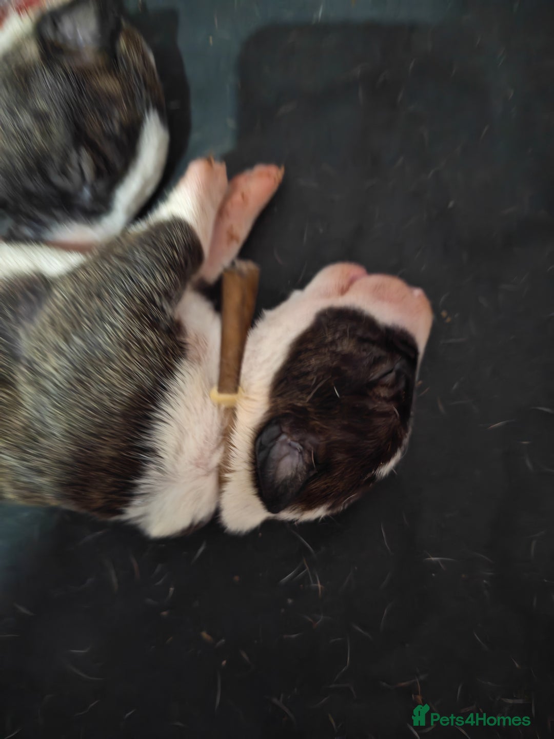 Bull Terrier dogs for sale: Stunning bull terrier pups - Image 3