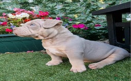 American Bully dogs for sale: Pocket bully  - Image 4