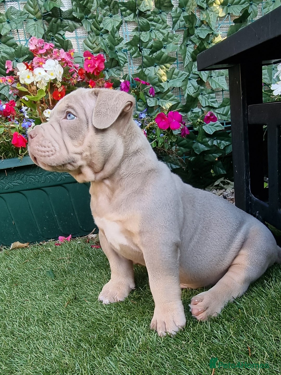American Bully dogs for sale: Pocket bully  - Image 4