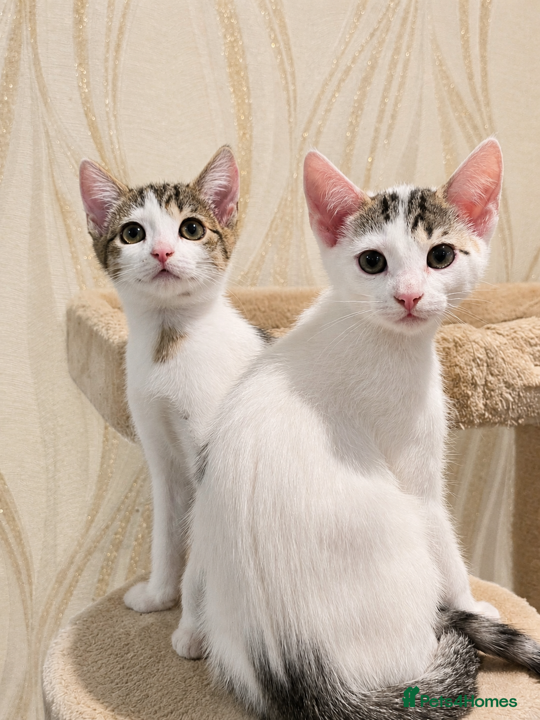 Mixed Breed cats 2 beautiful, well-socialized kittens  - Advert 2