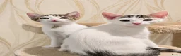 Mixed Breed cats for sale: 2 beautiful, well-socialized kittens  - Advert 1