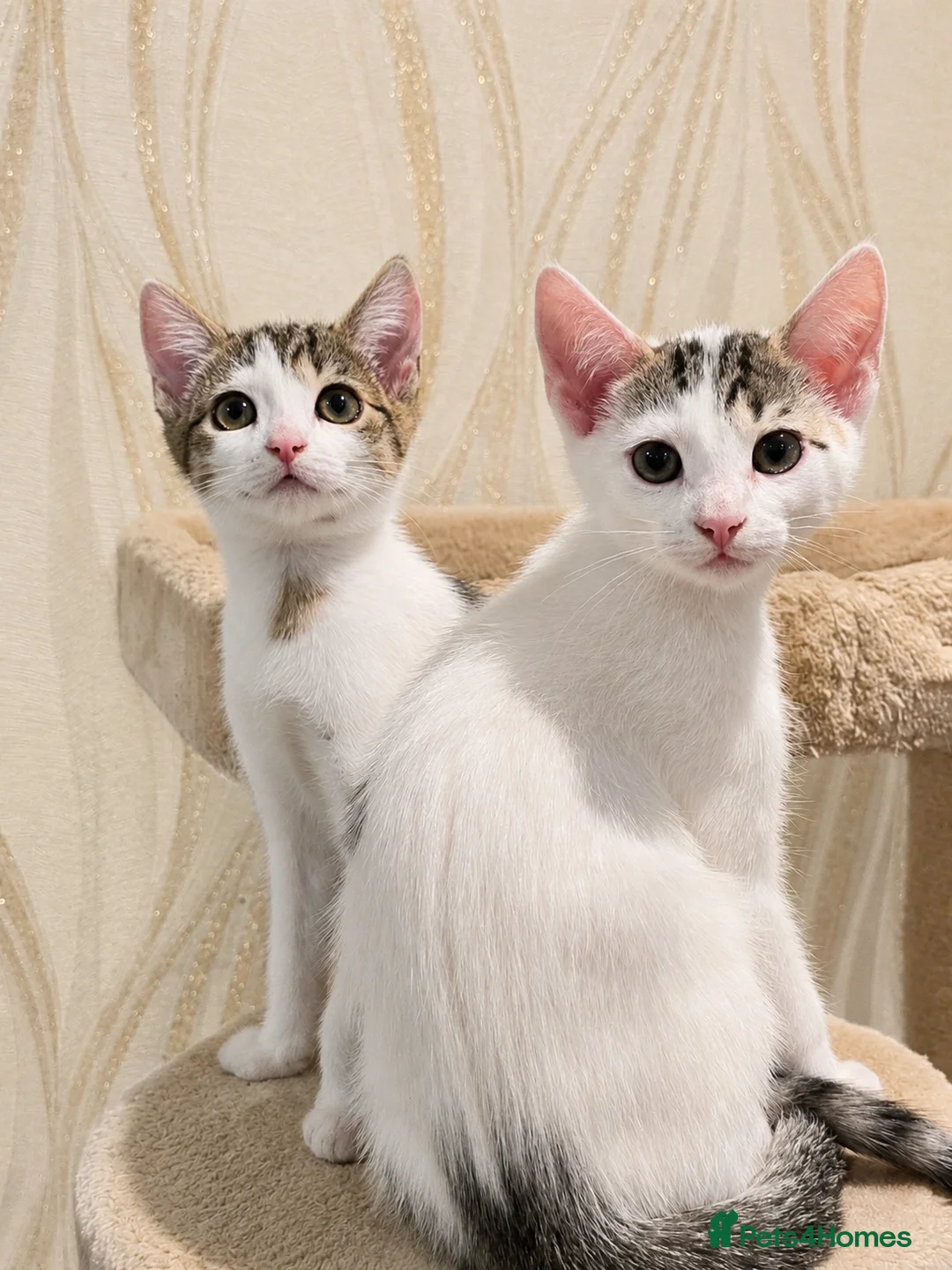 Mixed Breed cats for sale: 2 beautiful, well-socialized kittens  - Advert 1