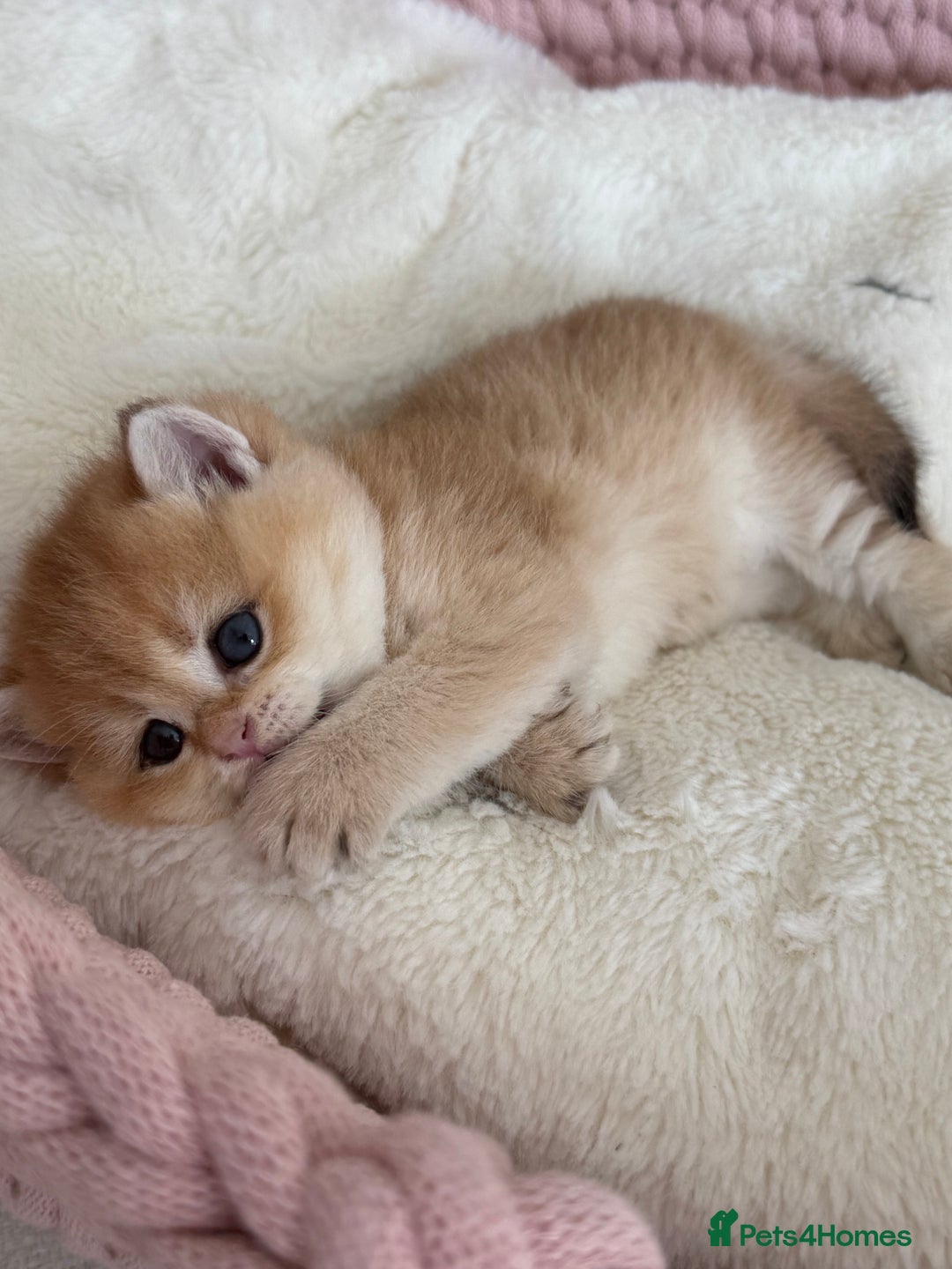 British Shorthair cats for sale: Golden Blue British Shorthair kittens  - Advert 23