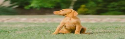 Hungarian Vizsla dogs for sale: Health checked KC reg strong Visla puppies.  - Advert 1