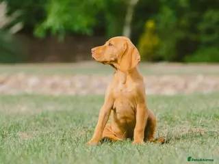 Hungarian Vizsla dogs Health checked KC reg strong Visla puppies. - Advert 1
