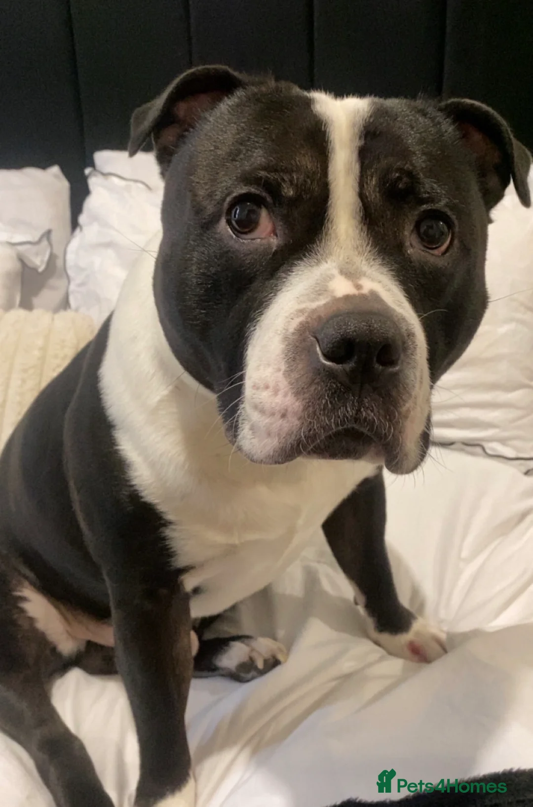 Staffordshire Bull Terrier dogs for sale: Staffordshire Bull Terrier - Advert 3