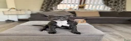 Staffordshire Bull Terrier dogs for sale: Staffordshire Bull Terrier puppies x8 in Swadlincote - Advert 8