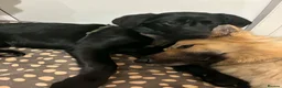 German Shepherd dogs for sale: German Shepherd  in Bristol - Advert 5