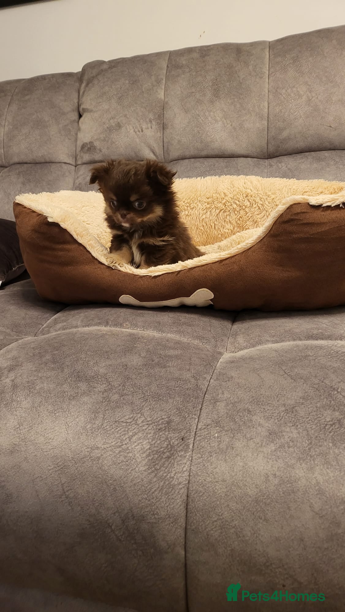 Chihuahua dogs Long haired chihuahua puppies - Advert 3