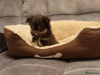 Chihuahua dogs Long haired chihuahua puppies - Advert 3