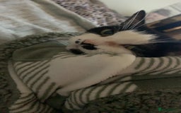 Mixed Breed cats for sale: Grandma Sierra  - Image 12