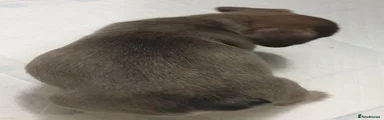 French Bulldog 4