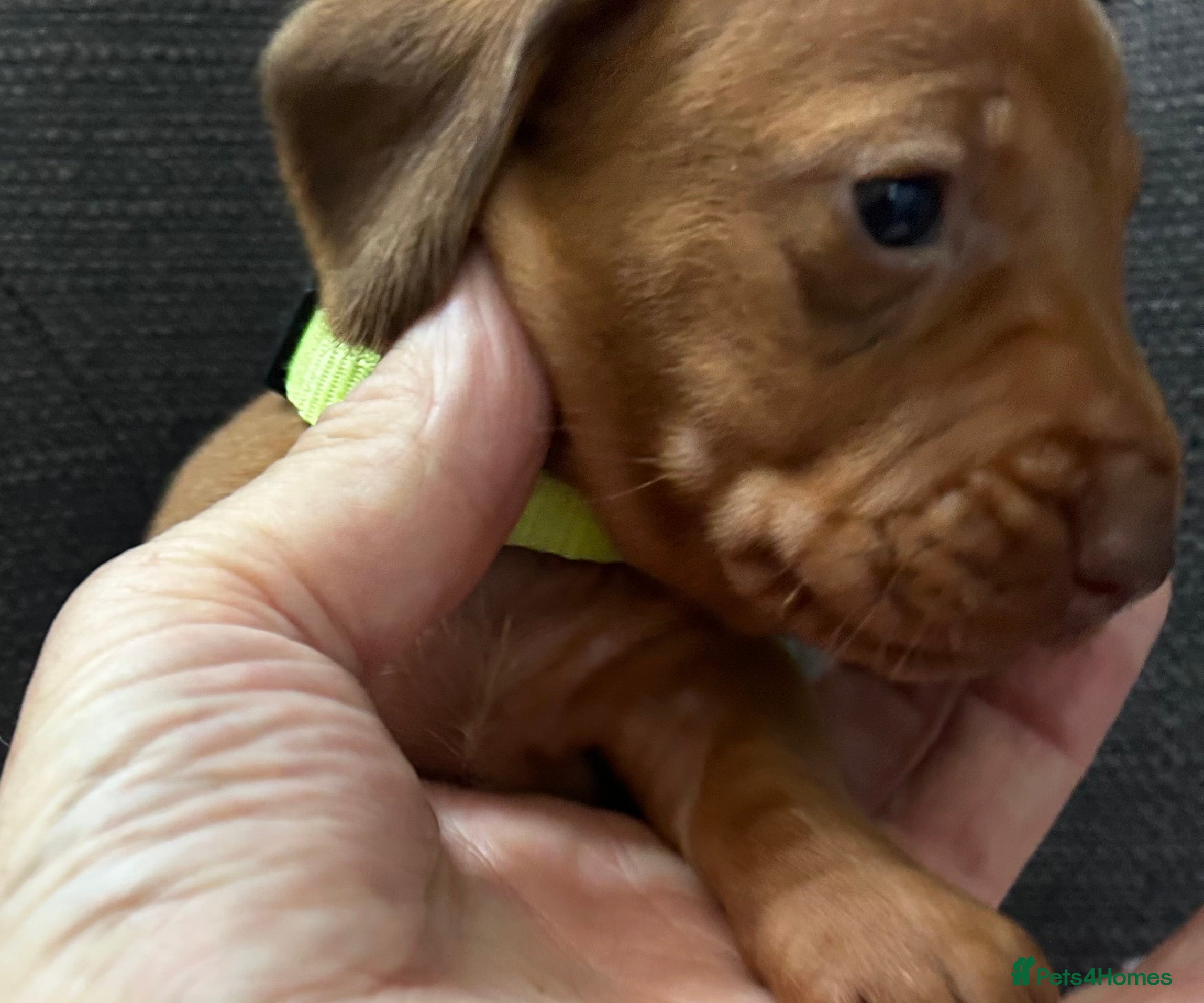 Dachshund dogs QUALITY KC STANDARD SMOOTH DAHSHUNDS  - Advert 2
