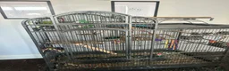 Parakeets birds for sale: Parakeets  in Swadlincote - Advert 4
