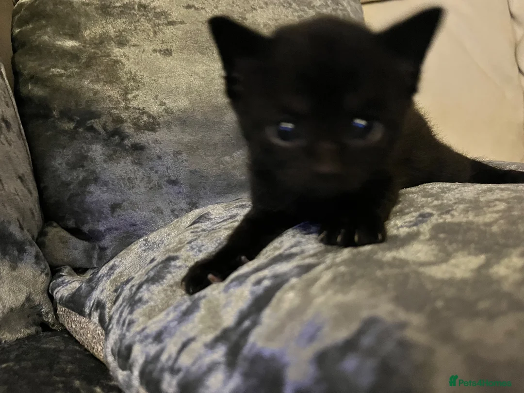 Mixed Breed cats for sale: Beautiful playfull kittens  in Nottingham - Advert 2