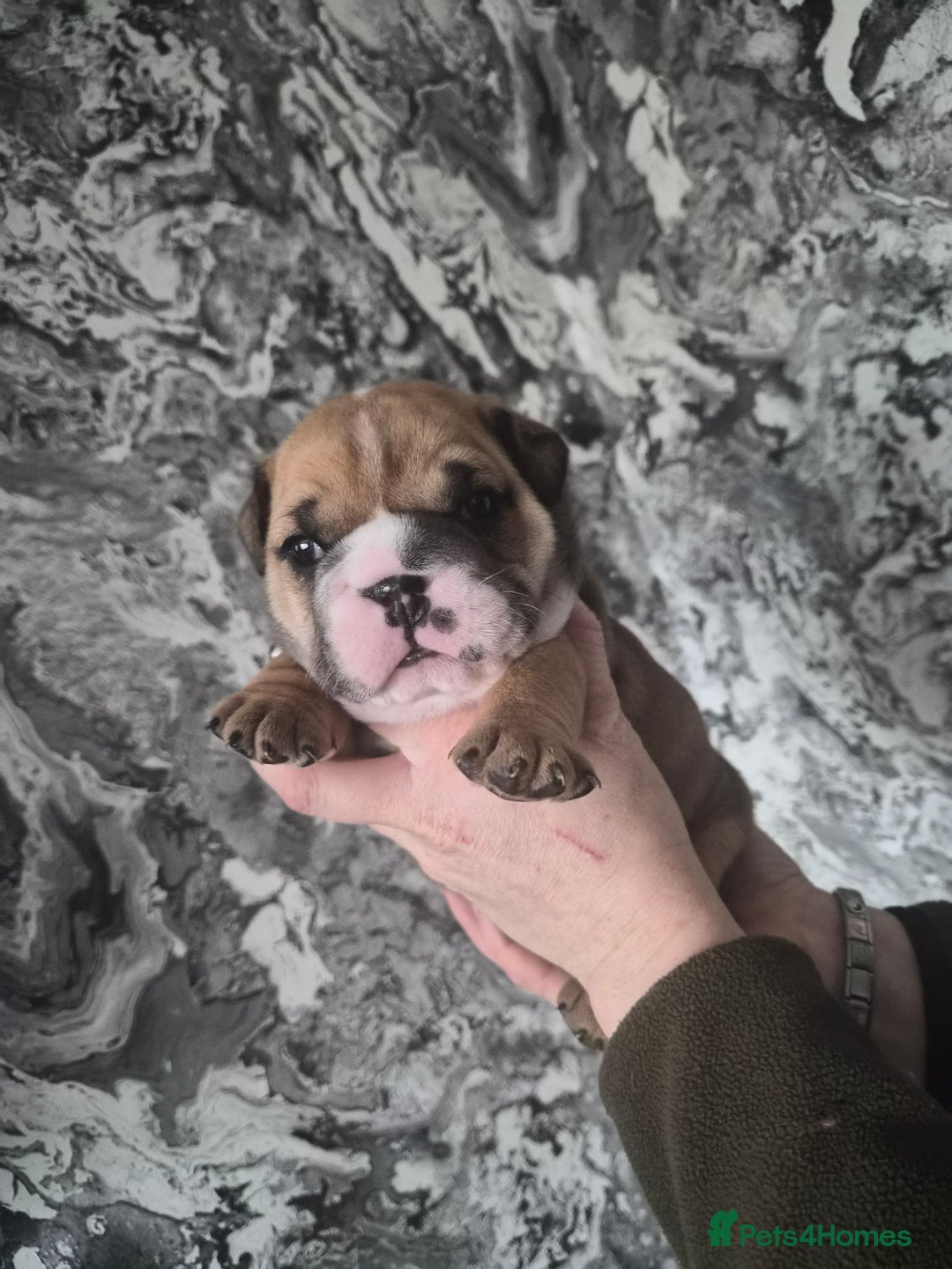 English Bulldog dogs for sale: English bulldog puppies  - Advert 6