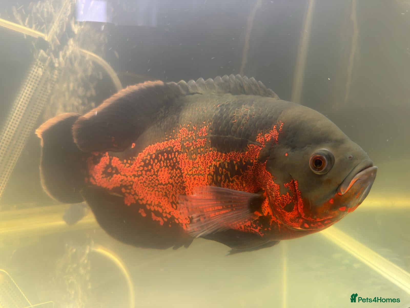 Cichlids fish Ozzy the oscar  - Advert 8