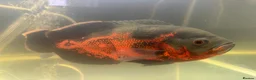 Cichlids fish for sale: Ozzy the oscar  - Advert 1