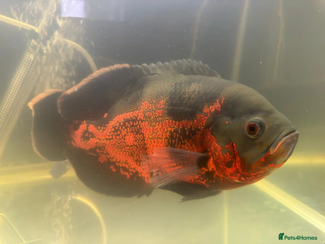 Cichlids fish for sale: Ozzy the oscar  - Advert 1