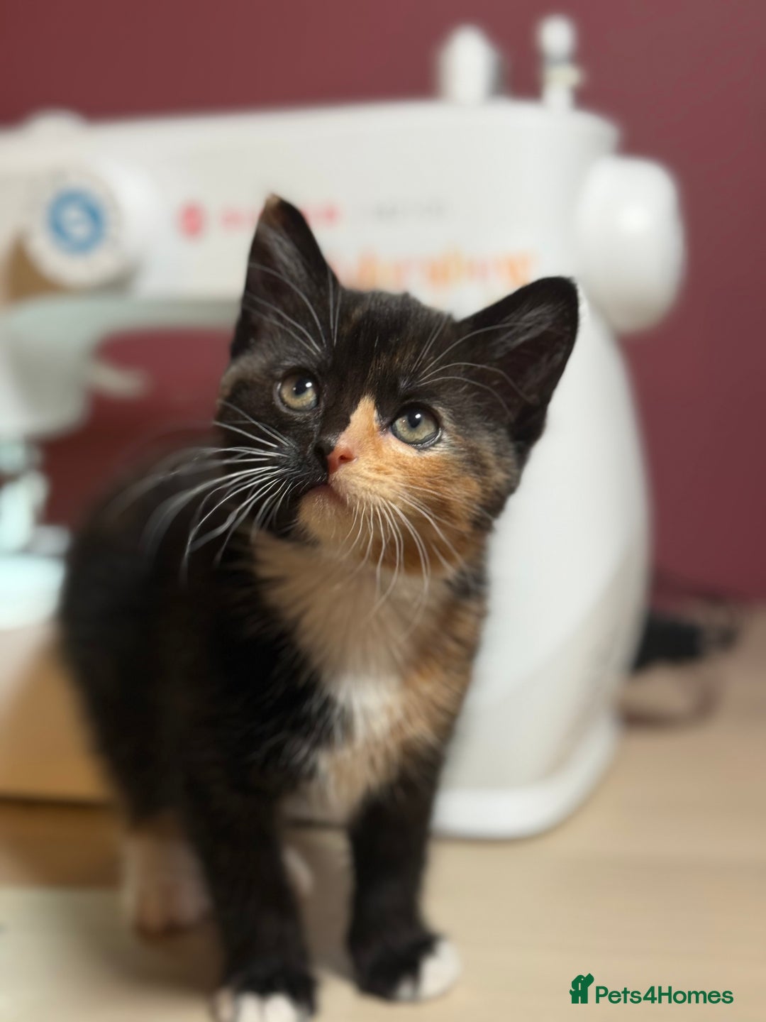 Domestic Shorthair cats for sale: Gorgeous fluffy kittens - Advert 2